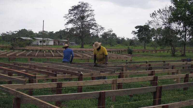 Workmen constructing the demobilisation camp for Farc guerrillas in Chocó, Colombia. Photograph: David McKechnie