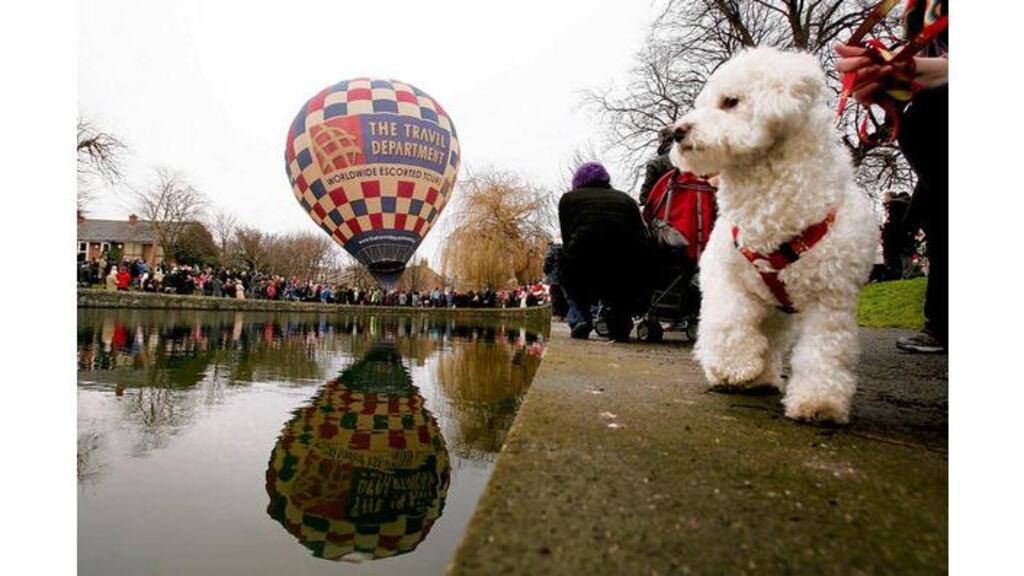 Milo, a bichon frise owned by Suzanne Murphy from Harolds Cross, at the Ranelagh Arts Festival event to commemorate the first Irish manned flight by Richard Crosbie 225 years ago from Ranelagh Gardens.