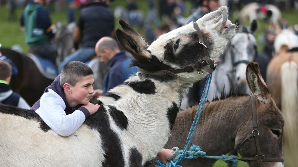 Derek Cooke from Newcastle West, Limerick, with his donkeys at the Ballinasloe October Fair. Photograph: Joe O’Shaughnessy.