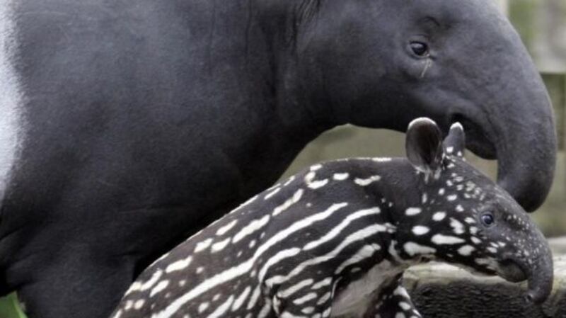 A Brazilian tapir with a calf. File Photograph: Andrew Milligan/PA Wire.