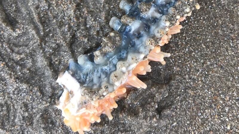 Arm of a spiny starfish either shed or lost in a fight.