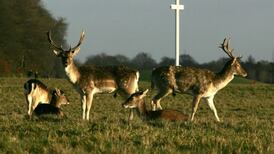 ‘Act of ecocide’ on hedge evidence of need for more conservation rangers