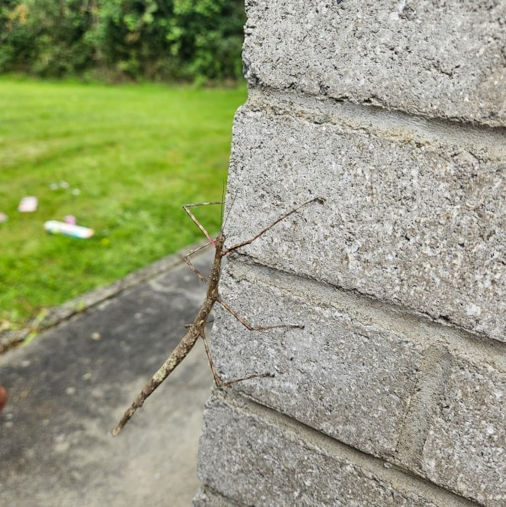 Stick insect. Photograph: Sheena Dolan