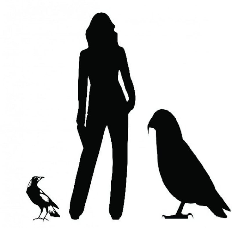 Heracles inexpectatus next to an average height person and common magpie. Photograph: Professor Paul Scofield/Canterbury Museum/PA