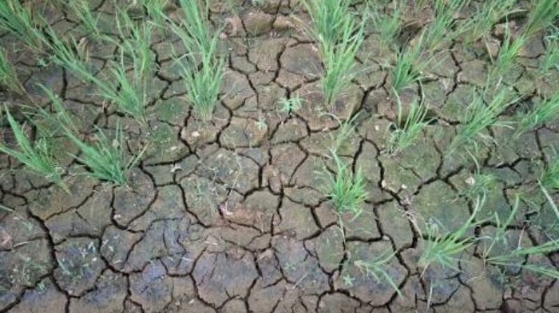 A heatwave this summer had a serious impact on Ireland, and scientists have already concluded it was a result of climate change. File photograph: Getty Images
