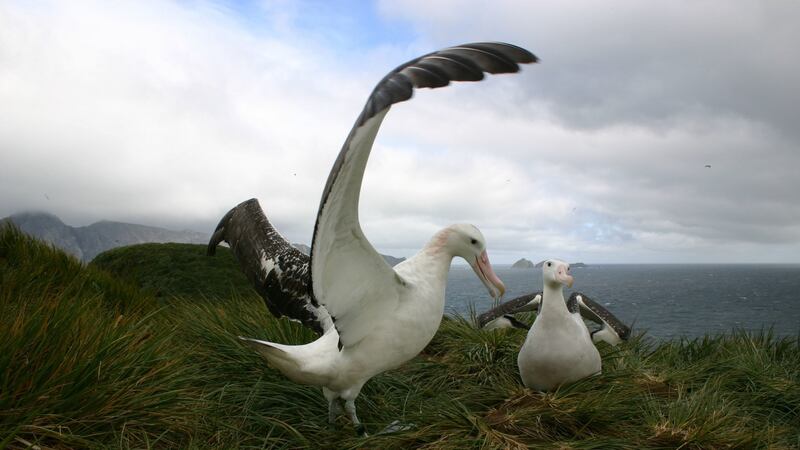 Wandering Albatrosses  on South Georgia. Photograph: Tony Martin/PA Wire