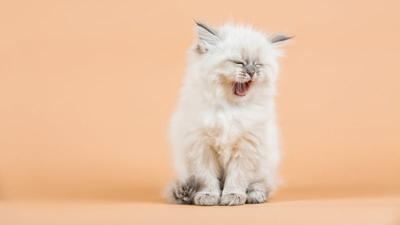 “One of the most puzzling actions in the shared repertoire of animal and human behaviour is yawning – common to cats, rats, dogs and cetaceans.” File photograph: iStockPhoto