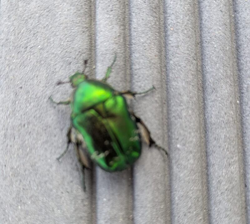 Rose chafer. Photograph via Mary Catherine Lucey