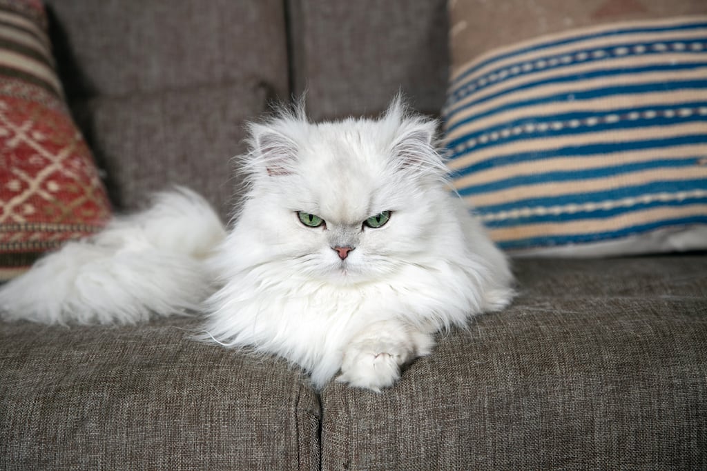 White Persian Cat