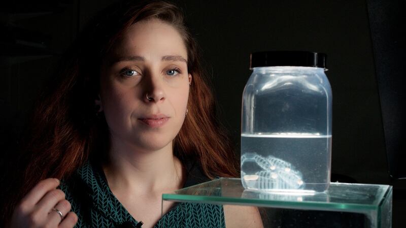 Alina Wieczorek: ‘Our study suggests salp faecal pellets will remain at the sea surface for longer when they contain microplastics.’ Photograph: Dawid Piotr Szlaga