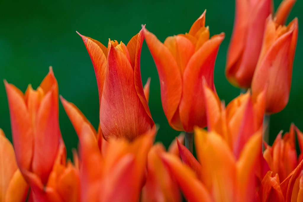 The man applying for the restraining order said he received a €400 grant from Clare County Council for flowers. Photograph: Carl Court/Getty