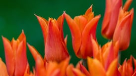 Man handed restraining order after destroying neighbour’s floral display with weedkiller