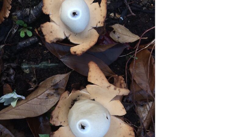 Earthstar fungi