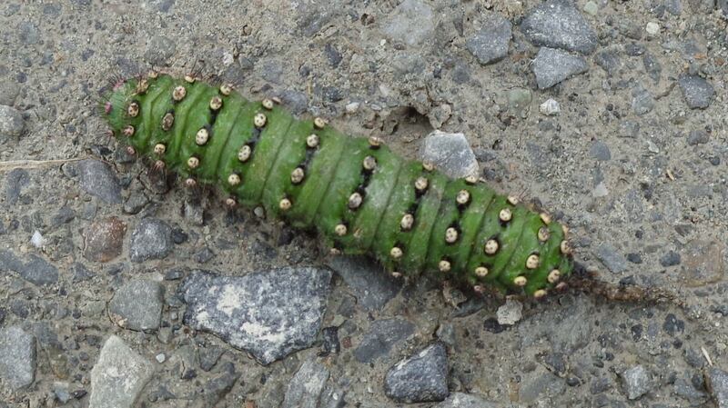 Caterpillar of the emperor moth