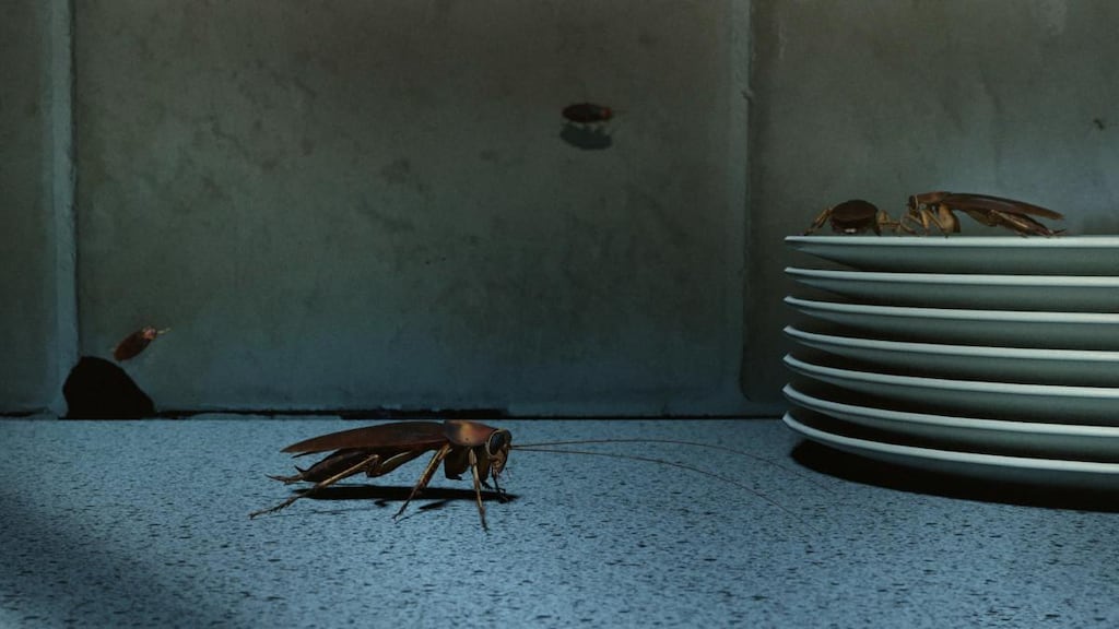 A complainant raised concerns about the impact of the cockroach infestation on his wife’s health. Photograph: iStock