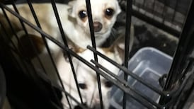 Revenue seizes dogs, cash and cigarettes in separate operations