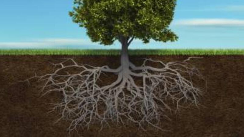 Irish Roots: John Grenham