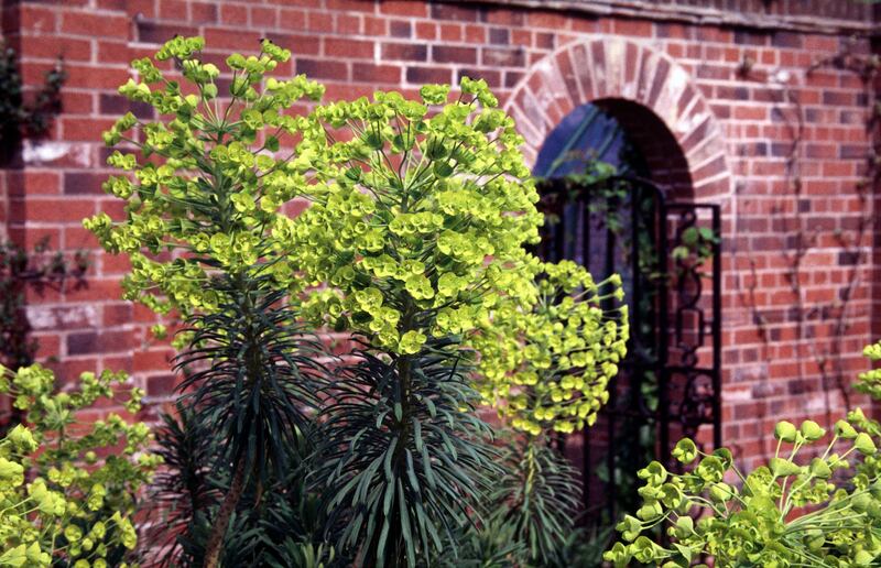 Euphorbia. Photograph: Getty