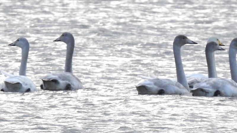 Swans