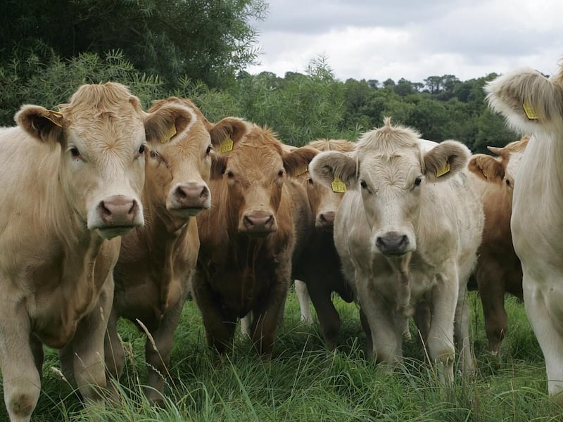 Mercosur trade deal brings EU and South America closer but creates divide at home