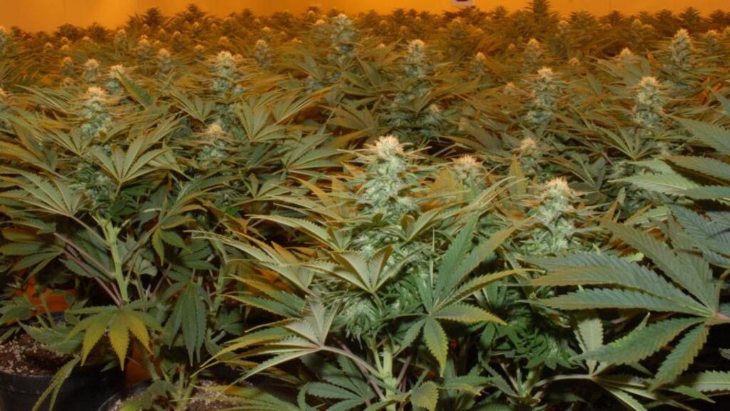 Pham’s job was to water the plants and ensure equipment was kept in working order. Once a week he was allowed to leave the house to buy food.