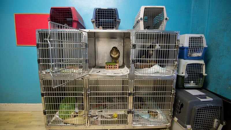 Recued buzzards and ferrets at Kildare Animal Foundation. Photograph: Brenda Fitzsimons