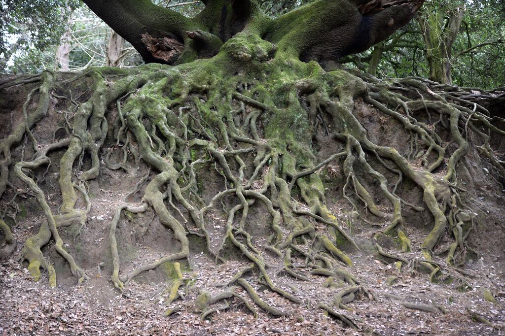 Tree stumps and root systems often remain in the ground after tree removal. Photograph: Dara Mac Dónaill 
Photograph: Dara Mac Donaill / The Irish Times