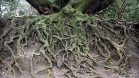 What can I do about my hard-to-remove tree roots?