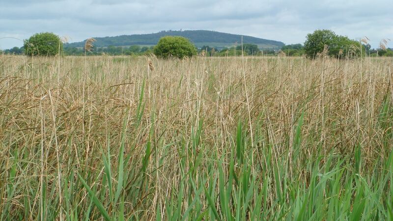 Reeds and saw-sedge at Pollardstown Fen in front of the Hill of Allen. Photograph: Catherine O’Connell/IPCC