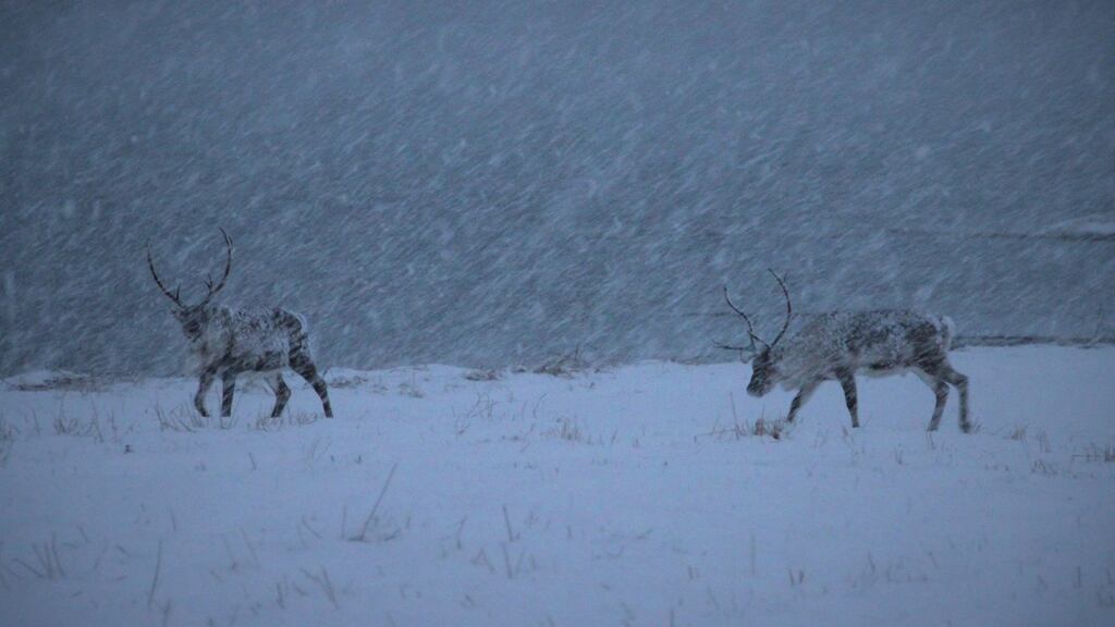 Two reindeer in a snow storm in Tisnes, Troms county, Norway. Photograph: Stephen Starr