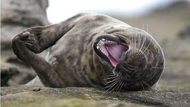 Sealed off: Beach stroll turns to cliffhanger as angler attacked