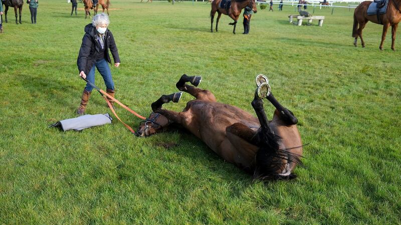 Sharjah plays with Jackie Mullins at Cheltenham on Sunday. Photograph: Alan Crowhurst/Getty
