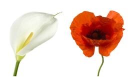 Can we commemorate 1916 and the Somme together?