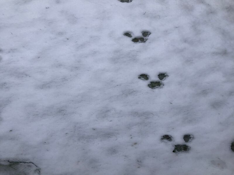 The prints of the back feet of hares and rabbits appear at the front of the track because of their bounding gait. Photograph: Helen Pinoff