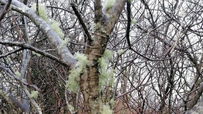 lichens on a willow.