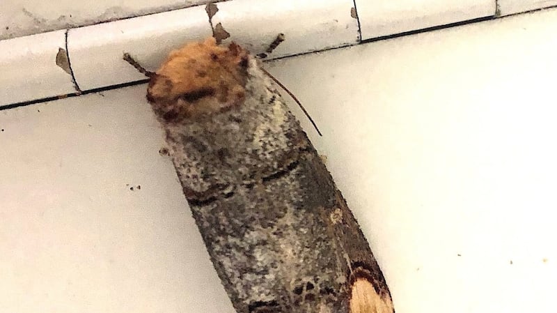 The buff-tip moth