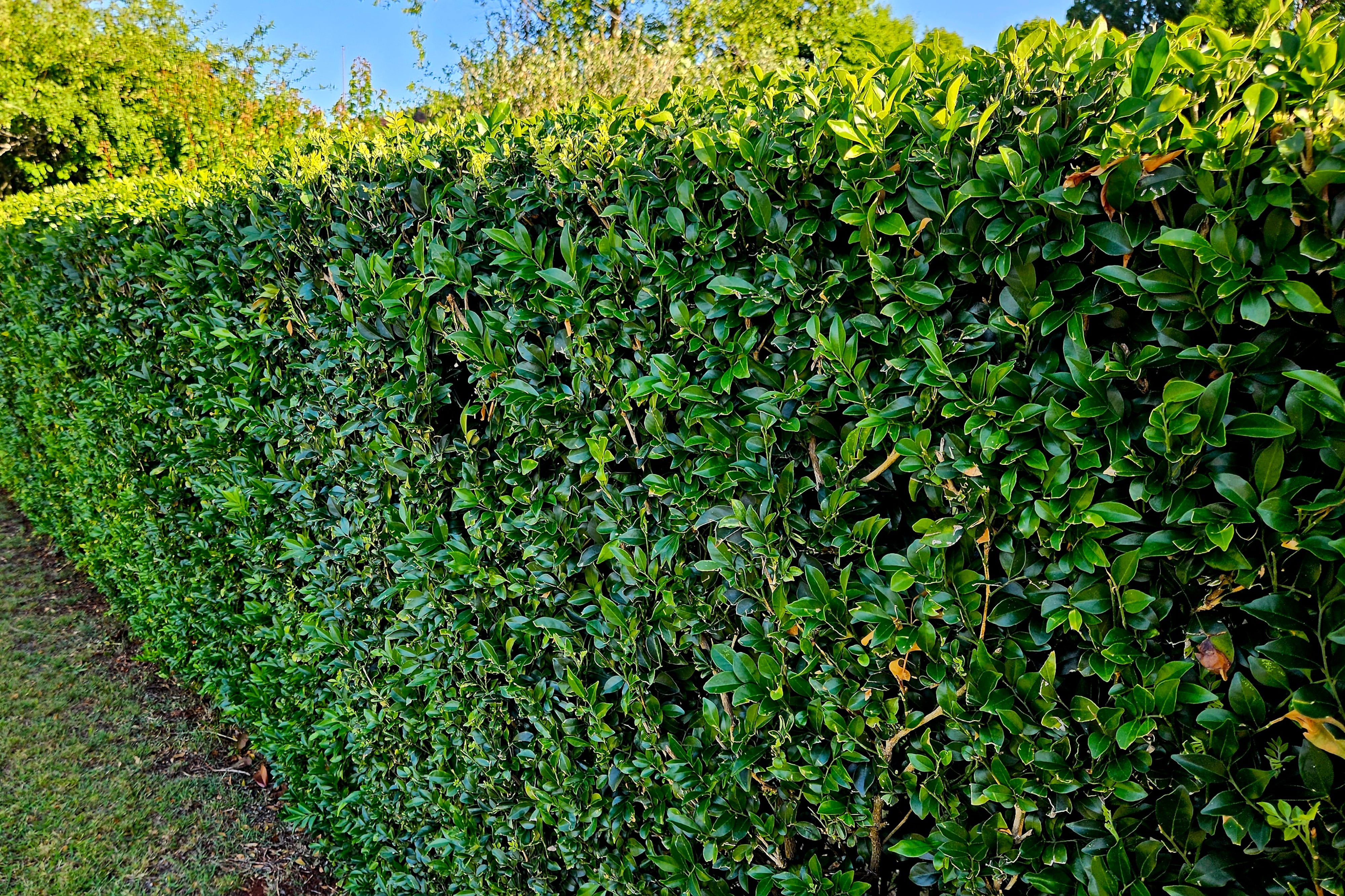 My hedge is full of weeds, how can I get rid of them?