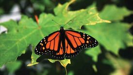 New evidence emerges on decline of monarch butterflies