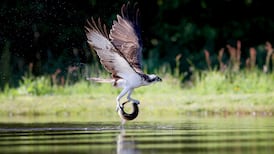 State wildlife agency to play ‘stronger role in protecting nature’