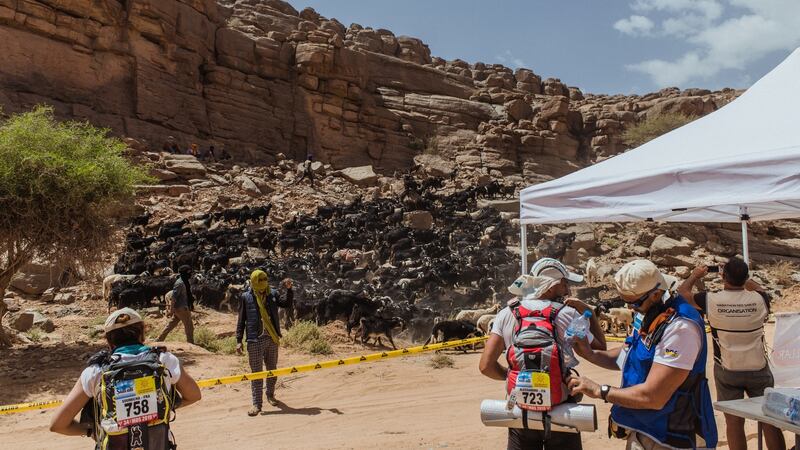 Goats flock beside a checkpoint on the final day of the Marathon des Sables.