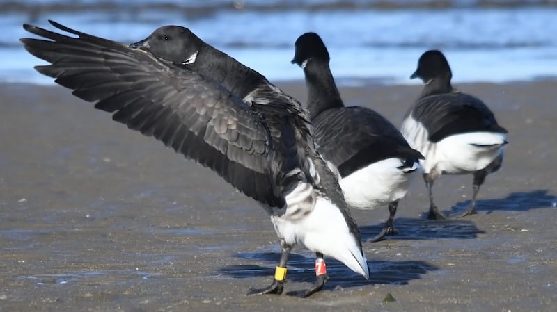 This Brent goose was ringed at Laxarvogur, southwest Iceland in 2007 and has travelled back to Ireland every year since then to Strangford Lough and the Dublin coast.