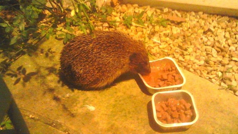 Eyes on nature: one of the hedgehogs that has become a late-night visitor to Donal Mangan’s back door