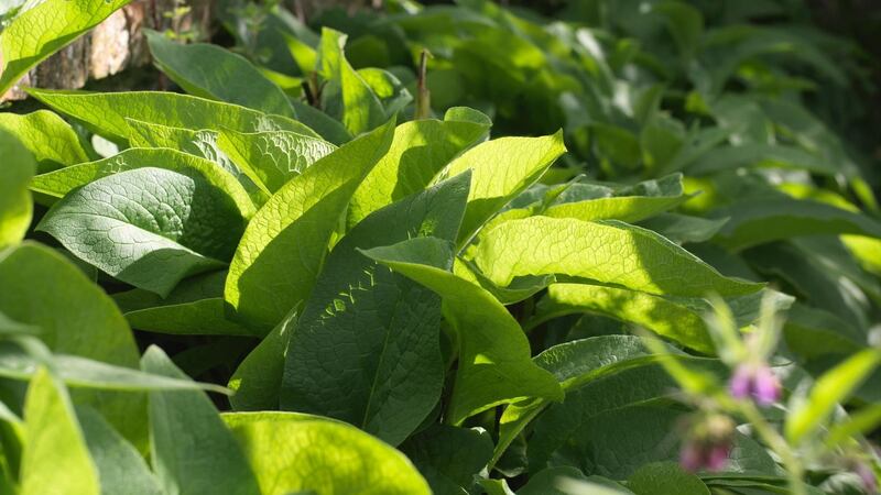 Comfrey: the treacly brown liquid produced can be stored in a bottle and diluted for use when required. Photograph: Richard Johnston