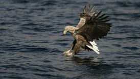 Sea eagle successfully fledges in  Cork for first time in 125 years