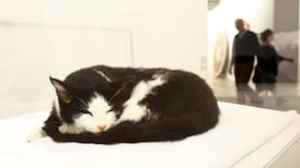 Claws come out as British cats debate Brexit