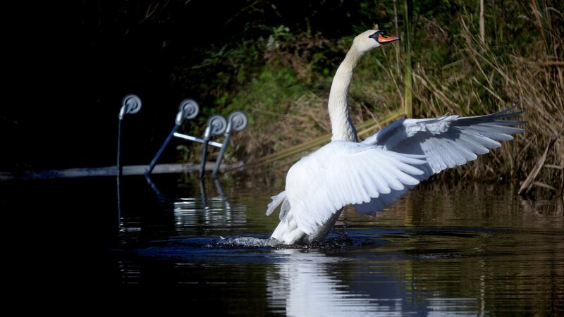 A Mute swan in a pond in Dublin with an abandoned shopping trolley in the background, pictured in 2013. File photograph: Cyril Byrne