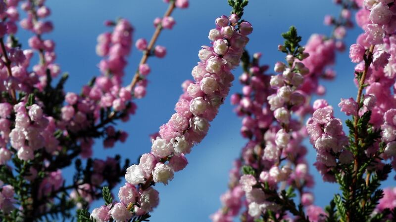 H is for Heather. Photograph: Jane Powers