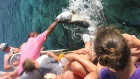 There are some real dives on the British Virgin Islands