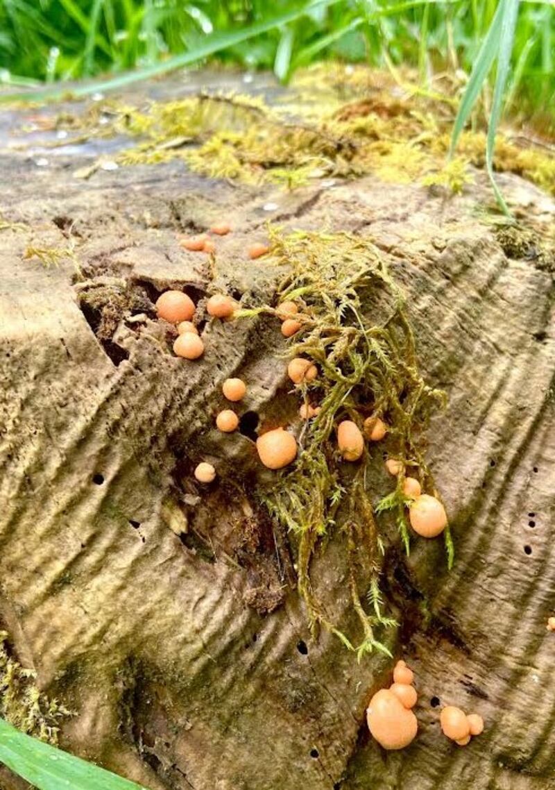 Slime mould. Photograph supplied by Oli MacAodha