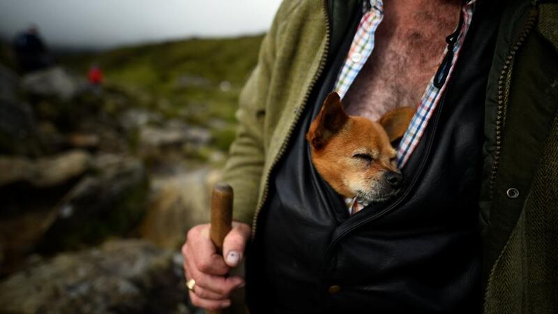 Dominic Geraghty’s dog, Edward, sleeps in his waistcoat after descending Croagh Patrick. Photograph: Clodagh Kilcoyne